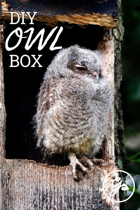 If owls live in your area, building and installing an owl box might attract a pair to your backyard! Get the Know How on this DIY project below. Bird House Ideas Homemade, Diy Owl Nesting Boxes, Owl Boxes Diy, Owl Nesting Boxes How To Build, Owl Box Plans How To Build, Diy Owl House Nesting Boxes, Owl House Diy Ideas, Owl Houses Diy How To Build, Owl Box Diy