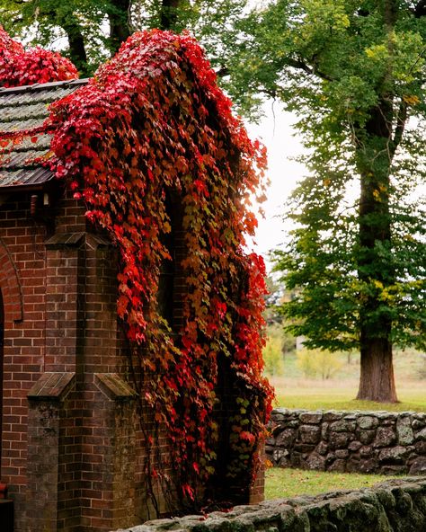 Gostwyck Chapel is a small chapel surrounded by sheep just out of Uralla. These images are from Autumn when the Virginia creeper covering it was entirely red. The chapel is over 100 years old, built in 1921 and is full of character. If you are ever in the region, I highly recommend going for a drive to visit it. Especially in autumn and summer!⛪️ . . . . . #natgeotravel #landscape #abcmyphoto #photography #travelphotography #femalephotographer #natgeo #travel #landscapephotographer #photo #u... German Garden, Small Chapel, Autumn Leaves Art, Virginia Creeper, Photo U, Leaves Art, Female Photographers, Leaf Art, Landscape Photographers