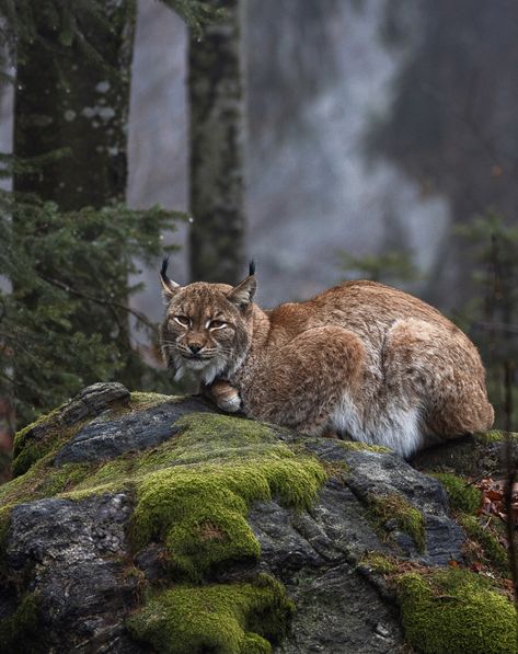 Ceramic Animals, Whitetail Deer, Lynx, Animal Photo, Dark Aesthetic, Panther, Deer, Forest, Ceramics