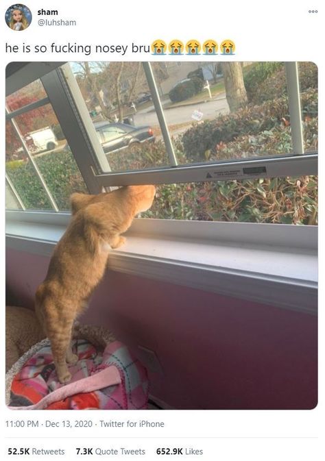 Nosy Cats Checking Out All The Drama (Viral Tweets) Nosey Neighbors, High Quotes, Image Meme, High Jokes, Good Quotes For Instagram, Puff And Pass, Money And Happiness, Funny Reaction Pictures, Funny Relatable Quotes