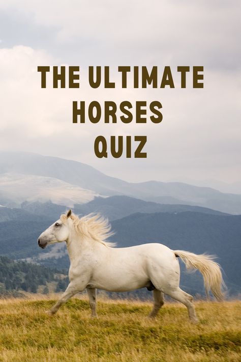 Horse Trivia Questions, This Or That Horse Edition, What Horse Breed Am I Quiz, Horse Quizzes, Graces Room, Ascot Horse Racing, Free Quizzes, Male Horse, Color Quiz