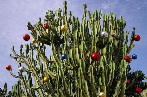 Cacti Adding Desert Vibe to Alternative Christmas Tree Decorating Desert Christmas Decor, Cactus Christmas Tree, Desert Christmas, Cactus Christmas Trees, Cactus Christmas, Winter Holiday Decorations, Christmas Tree Decorating, Alternative Christmas, Alternative Christmas Tree