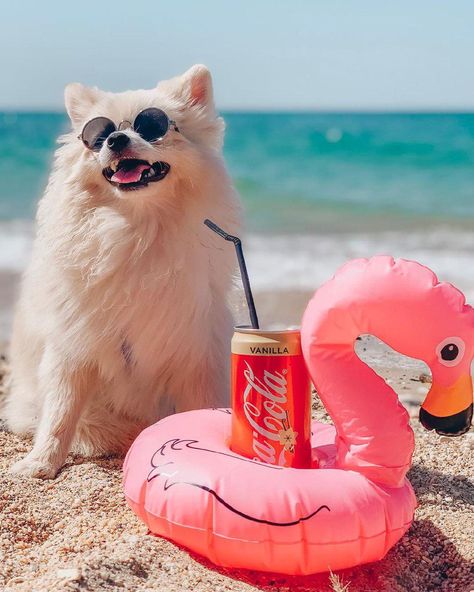 16 Reasons Why Pomeranians Are The Perfect Dogs For A Girl Summer Dog Photoshoot, Pomeranian Photoshoot, Photoshoot With Pomeranian, Dog Halloween Costumes Pomeranian, Cute Dog On Beach, Pampered Dogs, Summer Puppy, Dog Emoji, Dog Summer