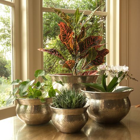 Buy Silver plated brass etched bowl: Large multi orchid pot 60cm Modern Flower Vase, Rustic Outdoor Decor, Brass Pot, Hanging Plants Indoor, Orchid Pot, Plant Decor Indoor, Indian Decor, Hanging Pots, Brass Decor