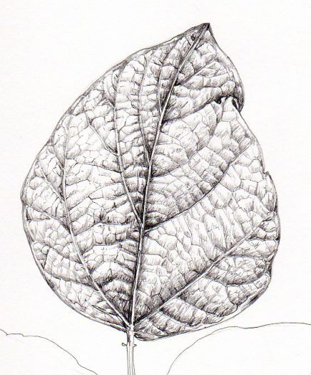 Leaves Sketch Pencil, Leaf Pencil Drawing, Lizzie Harper, Drawing Techniques Pencil, Leaf Sketch, Leaves Sketch, Pencil Drawing Tutorials, Nature Art Drawings, Observational Drawing