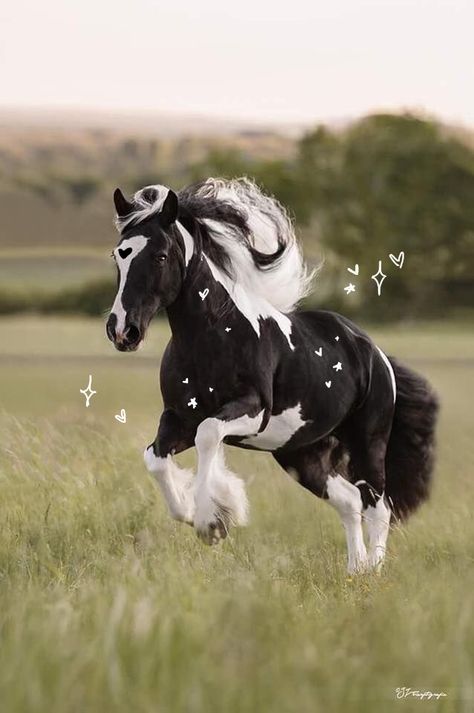 Paint horse cute adorable therian sketch doodle Cheval Pie, Black And White Horse, Gorgeous Horses, Cute Horse Pictures, Beautiful Horse Pictures, Horse Aesthetic, Most Beautiful Horses, Friesian Horse, Majestic Horse