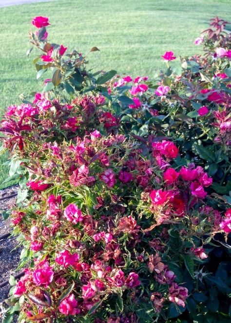 Rose Rosette Virus - Neil Sperry's Notes Rosette Disease, Texas Gardening, House Landscape, Sperrys, Gardening Tips, Helpful Hints, Disease, Roses, Yard