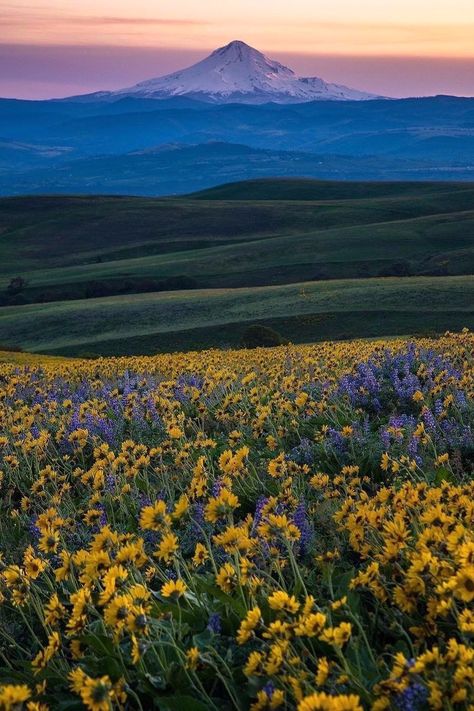 PicPublic on Twitter: "Spring in Oregon… " Oregon Scenery, Oregon Mountains, Spring Trip, Oregon Travel, Beautiful Scenery, Nature Pictures, Spring Break, Trip Planning, Oregon