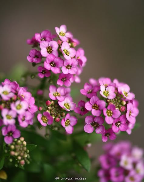 Alyssum flowers have a peppery flavour, being related to watercress and mustard. Ideal as companion plants to strawberries, they form a carpet of colour that attracts pollinating insects as well as predator bugs that eat aphids, thrips, mites, psyllids, and insect eggs, a natural way to avoid pesticides. Some varieties are trailing and can be attractive placed alongside vegetable plants, edging hanging baskets and vertical gardens with colour. Embroidery Seasons, Alyssum Flowers, Flower Explosion, Insect Eggs, Sweet Alyssum, Cat Safe Plants, Vegetable Plants, Companion Plants, Growing Strawberries