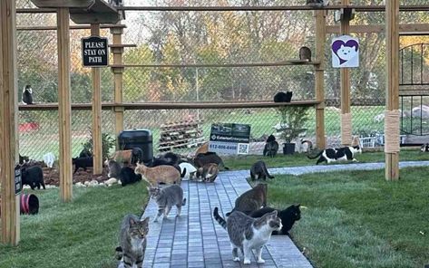 Minnesota Cat Sanctuary Unveils New Outdoor Playground for Feral Rescues: ‘People care about them’ Faribault Minnesota, Outdoor Cat Shelter, Outdoor Structure, Cat Sanctuary, Outdoor Cat House, Outdoor Cat, Foster Kittens, Animal Sanctuary, Kittens And Puppies