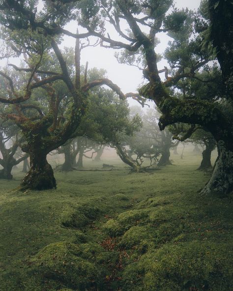 Michael | travel & outdoors on Instagram: “The definition of a fairytale forest 🧚‍♂️ Guess where this is! Follow @michaelkagererpresets to see how I edit my pictures! Make sure…” Elizabeth + Core + Aesthetic, Dark Naturalism, Fairytale Forest, Old Trees, Travel Outdoors, Forest Fairy, Nature Aesthetic, Pics Art, Green Aesthetic