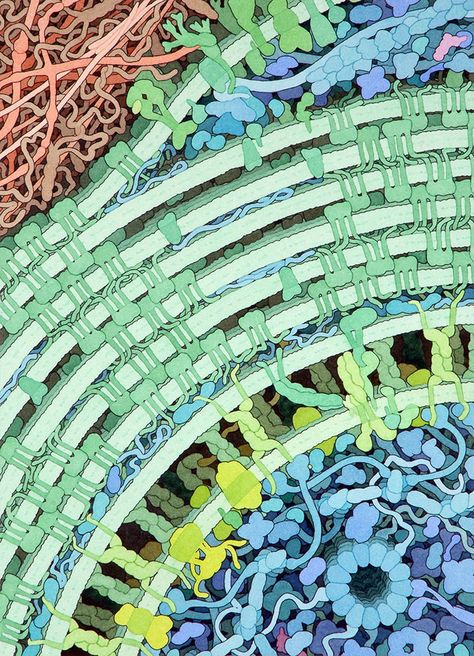 David Goodsell molecular watercolor Microscopic Photography, Biology Art, Medical Art, Molecular Biology, Scientific Illustration, Medical Illustration, Microbiology, Science Art, Science And Nature