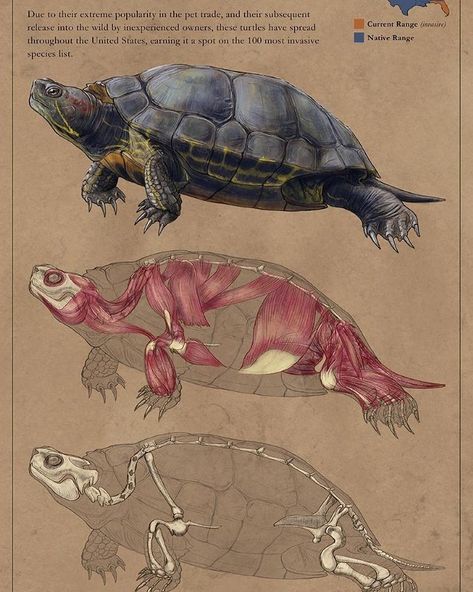 Turtle Anatomy  #turtle #anatomy #animalanatomy #reptile #herp #herpetology #digitalart #redearedslider #invasivespecies #share #sarahdahlingerart #sciart #sciomm Turtle Anatomy, Red Eared Slider, Vet Medicine, Animal Skeletons, Muscle Anatomy, Human Figure Drawing, Animal Anatomy, Animal Study, Animal Science