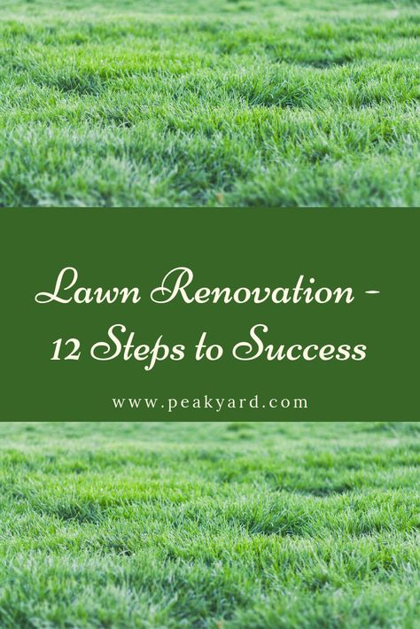 Lawn Renovation, Lawn Problems, Planting Grass, Weeds In Lawn, Diy Lawn, Types Of Grass, Lawn Care Tips, Lush Lawn, Healthy Lawn