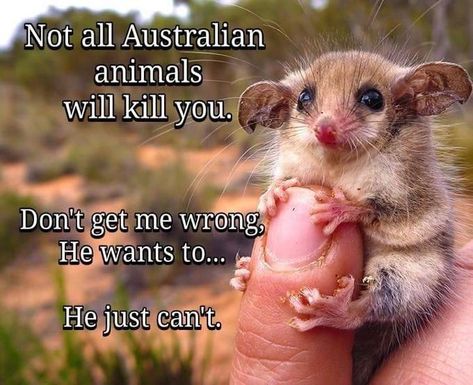 Not all Australian animals will kill you #australia #cute #funny #memes Aussie Memes, Australian Memes, Australia Funny, Joke Of The Day, Australian Animals, Morning Humor, Funny Animal Memes, Funny Animal Pictures, Animal Memes