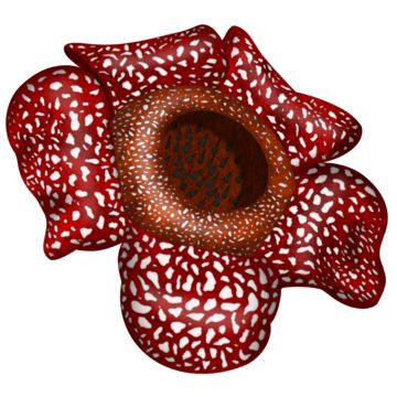 rafflesia arnoldii,rafflesia,rare flower,flower,indonesia,biggest,arnoldii,beautiful flowers,rare,floral,corpse,flowers,nature,flora,unique flower,the biggest flower,takes a long time to bloom,insect eater,carcass flower,carcass,biggest flower,raflesia,rafflesia arnoldi,minimalis flower,fresh flower,wild flower,giant flower,indonesia independence day,independence day indonesia,raffelsia arnoldi,endemic,rainforest,gigantic,beautiful plant,blooming,peta indonesia,dirgahayu,botanical,tallest flower Raflesia Arnoldi Illustration, Raflesia Arnoldi Art, Raflesia Arnoldi, Bunga Rafflesia, Alam Flora, Rafflesia Flower, Rafflesia Arnoldii, Corpse Flower, Flower Png Images