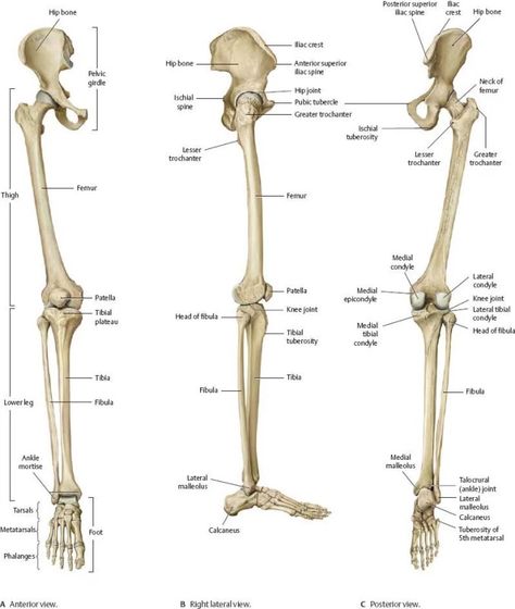 Leg Bone Anatomy, Leg Bones Anatomy, Human Bone Anatomy, Skeletal System Anatomy, Hip Anatomy, Bone Anatomy, Legs Drawing, Human Skeleton Anatomy, Leg Anatomy