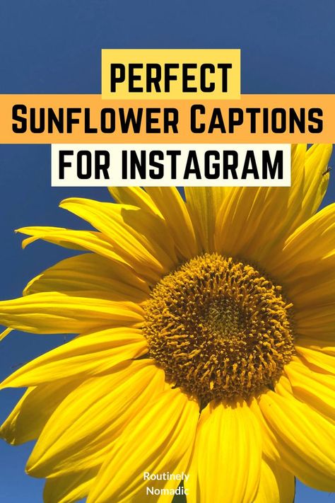 Sunflower Photo Quotes, Quotes About Sunflowers Inspiration, Sunflower Insta Captions, Sun Flower Quotes Instagram, Best Friend Flower Quotes, Sunflower Sayings Short, Sunflower Quotes Instagram, Caption For Sunflower Picture, Sunflower Friendship Quotes