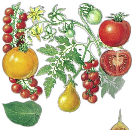 Tomato Plants Aesthetic, Aestethic Kitchen, Botanical Dining Room, Tomato Print, Dining Room Wall, Dining Room Wall Art, Plant Aesthetic, Art Food, Red Cherry