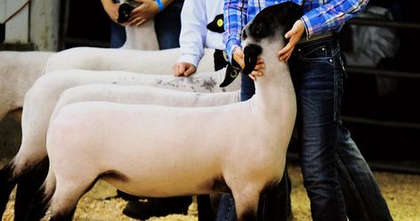 Raising Sheep | Learn How to Raise Sheep - RaisingSheep.net Showing Lambs, Sheep Showing, Hampshire Sheep, Show Sheep, Bridesmaid Things, Raising Sheep, Sheep Breeds, Minimal Painting, Showing Livestock