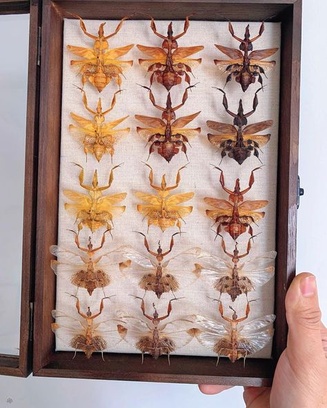 #mantis #insectspecimens #insectspecimen | Instagram Pinned Bugs, Bug Pinning, Entomology Decor, Earth Projects, Lifestyle Goals, House Deco, Al Andalus, Creature Drawings, Museum Collection