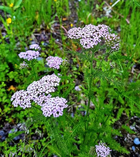 Alaska's wildflower Alaska Gardening, Alaska Flowers, Fire Illustration, Wild Plants, Native Plants, Illustration Inspiration, The Age, Alaska, Wild Flowers