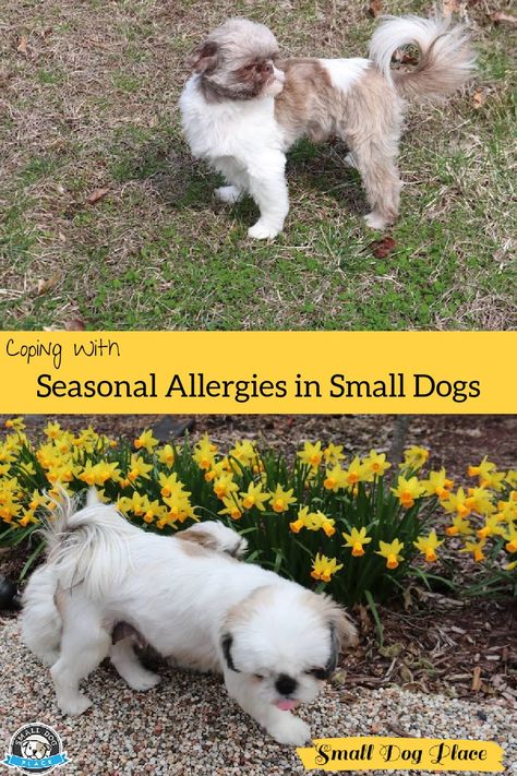 Dogs in the Springtime often develop seasonal allergies Dog Seasonal Allergy Remedies, Diy Allergy Relief, Seasonal Allergy Remedies, Seasonal Allergy Relief, Home Remedies For Allergies, Sinus Allergies, Shitzu Dogs, Colorful Hairstyles, Allergy Remedies