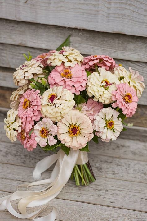 A pink and ivory zinnia bridal bouquet tied with ribbon. Zinnia Flower Bouquet, Zinnia Bridal Bouquet, Zinnia Wedding Bouquet, Zinnia Wedding, Zinnia Bouquet, Wildflower Wedding Bouquet, Zinnia Flower, Spring Wedding Bouquets, Zinnia Flowers