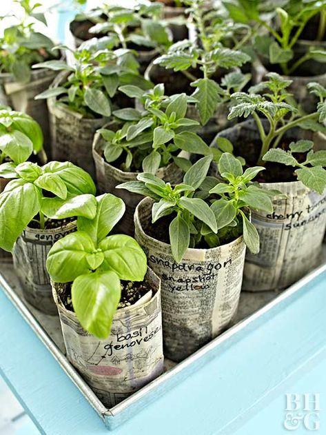 Get a jump start on the gardening season. Newspaper Pots, Herbs Growing, Fire Pit Decor, Indoor Vegetables, Diy Garden Fountains, Paper Pot, Brick Garden, Starting Seeds Indoors, Indoor Vegetable Gardening