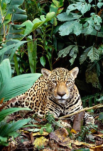 Amazon Rainforest Animals, Rainforest Animals, The Amazon Rainforest, Food Chain, Amazon Rainforest, In The Jungle, Tropical Rainforest, Leopards, The Amazon