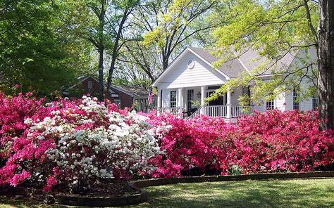 Azaleas Landscaping, Azaleas Care, Azalea Shrub, Azalea Bush, Azaleas Garden, White Azalea, Woodland Garden, Garden Club, Lawn And Garden