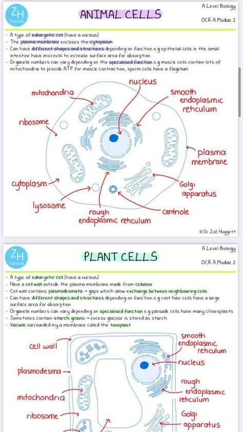 Cells In Biology, Cell And Organelles, Bio Cell Notes, What Is Cell Notes, Cells And Organelles, Free Biology Notes, How To Study Botany, Plant And Animal Cells Notes, Biology Research Topics