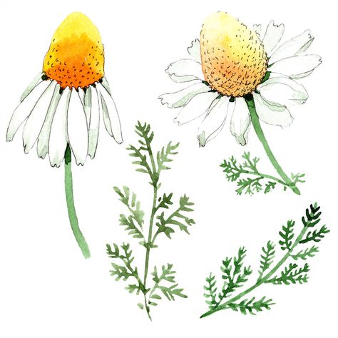 Chamomile Illustration, Wildflower Watercolor, Herb Art, Spring Leaf, Leaves Watercolor, Magical Herbs, Drawing Fashion, Plant Painting, Chamomile Flowers