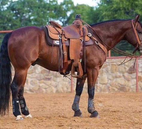 Bay Horse Western, Bay Quarter Horse, Barrel Horses, Horses Breeds, Western Horse Riding, Ranch Horses, Miniature Ponies, Bay Horses, Cute Horse Pictures