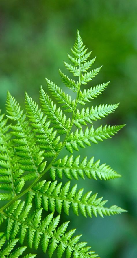 Wallpapers Bright, Fern Background, Fern Photography, Green Images, Green Floral Wallpaper, Floral Wallpapers, Leaf Photography, Backgrounds Iphone, Fern Plant