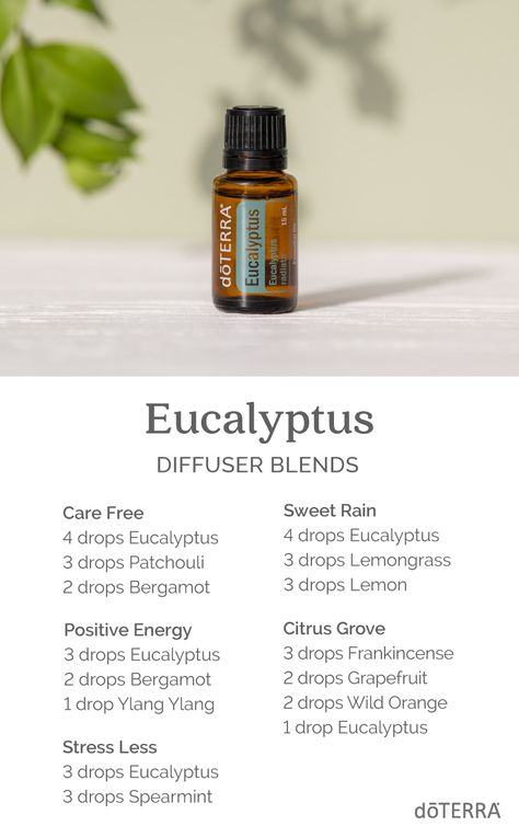 Eucalyptus Essential Oil Diffuser Blends, Essential Oil Eucalyptus Blends, Essential Oil Recipes Eucalyptus, Doterra Eucalyptus Diffuser Blends, Eucalyptus Mint Essential Oil Blend, Eucalyptus Diffuser Blends, Eucalyptus Essential Oil Blends, Terra Essential Oils, Doterra Oils Recipes