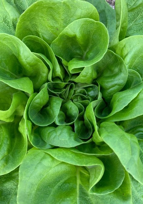 Butter Crunch Lettuce, Planting Lettuce Seeds, Buttercrunch Lettuce, Planting Seeds Indoors, Planting Lettuce, Gardening Tattoo, How To Harvest Lettuce, Transplanting Plants, Types Of Lettuce