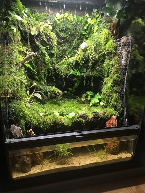 Semi Aquatic Terrarium, Tree Frog Paludarium, Betta Paludarium, Bioactive Paludarium, Small Paludarium, Paladarium Design, Cave Terrarium, Frog Paludarium, Jungle Terrarium