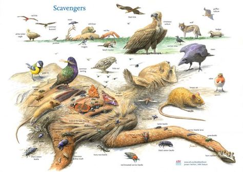 The Circle of Life project: supporting Europe’s scavengers | Rewilding Europe Scavenger Animals, Nature Lessons, Nature Education, Forest Ecosystem, Food Chains, Beautiful Bugs, Scientific Illustration, Animal Facts, Wild Nature