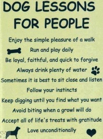 Absolutely LOVE All of Our Fur Babies!!! 🐶🐶🐶🐶🐶🐶🐶 Dale Carnegie, E Card, Dog Quotes, Simple Pleasures, Training Tips, Good Advice, Border Collie, Dog Life, I Love Dogs