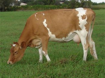 Breeds of Livestock - Guernsey Cattle — Breeds of Livestock, Department of Animal Science Milk Ideas, Guernsey Cow, Coast Of France, Bred 4, Dairy Industry, Dairy Cattle, Cattle Breeds, Dairy Cow, Cow Pictures