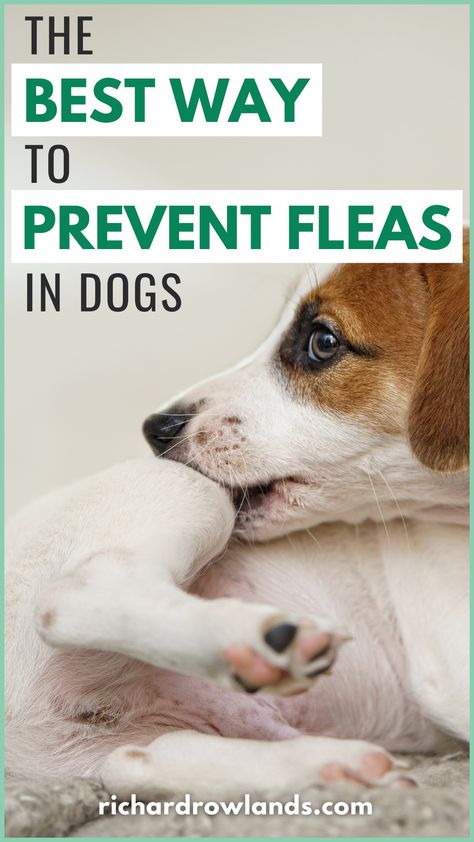 Recognize the signs of fleas on your dog to get your pup happy and healthy as soon as possible. Learn how to tell if your dog has fleas and how to treat them. | Dog Health | Dog Care Tips | Dog Fleas Dog Care Tips, Happy And Healthy, Dog Health, The Signs, Dog Care, Care Tips, A A, To Tell, Signs