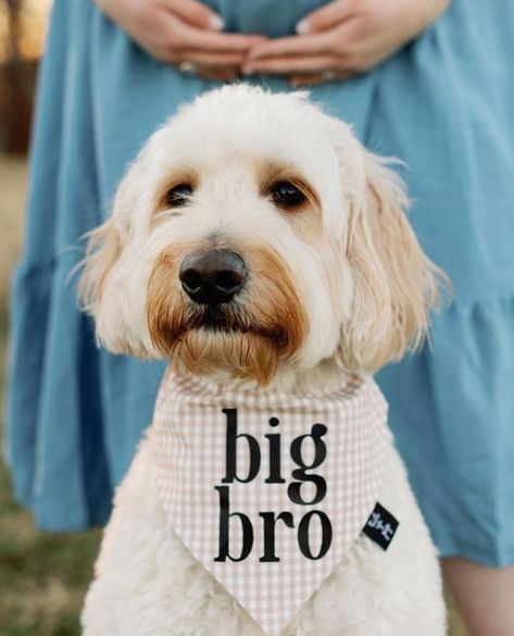 Tails Up, Pup™ •A Dog Mom Shop on Instagram: "This custom pregnancy announcement was so special🥹 Instagram friend turned real friend & we’ve been through so much! From holidays to dog parks to her having her first baby, I’m so grateful to be a part of it all💗 LOVE YOU @grandpaw.fil.a" Dog Announcing Pregnancy, Engagement Dog Bandana, Pregnancy Announcements With Dogs, Photos With Your Dog, Dog Pregnancy Announcement Puppies, Dog Bandana Pregnancy Announcement, Big Sister Dog Bandana, Dog Baby Announcement, Dog Pregnancy Announcement