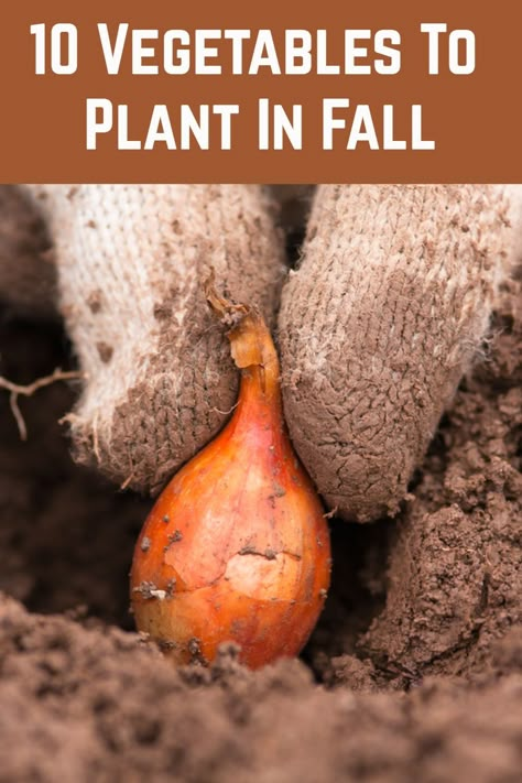 What To Plant And When, Things To Plant In The Fall, What To Plant In The Fall, Fall Veggies To Plant, What To Plant In The Fall For Spring, Fall Planting For Spring Harvest, Fall Potatoes Planting, Fall/winter Gardening, Fall And Winter Vegetable Garden