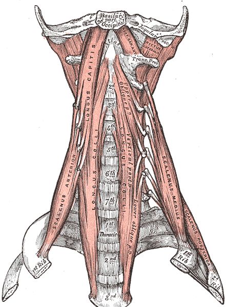 Neck Muscle Anatomy, Neck Posture, Neck Exercise, Cardio Workout Routines, Tmj Relief, Exercise Therapy, Muscles Of The Neck, Spine Problems, Chin Tuck