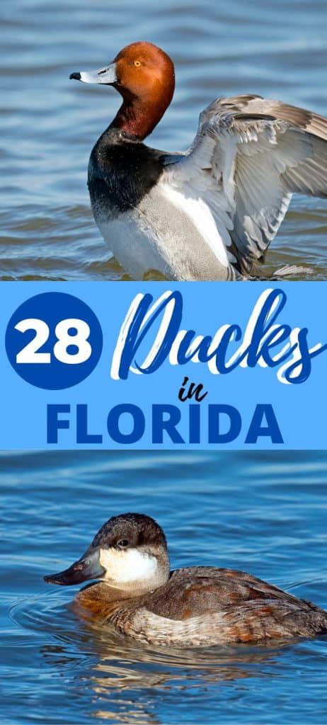 28 Ducks found in Florida with pictures and descriptions, When and where to find ducks in Florida, and fun facts about ducks Duck Breeds Chart, Duck Identification, Call Ducks Breeds, Feeding Ducks At The Park, Florida Trees, Duck Species, Duck Breeds, Blue Winged Teal, Aquatic Insects