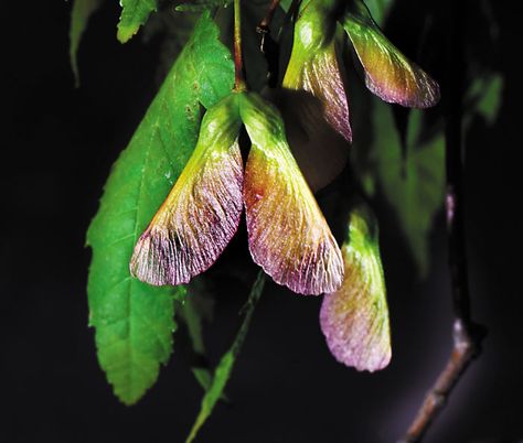 Wayne Hinshaw column: Maple tree seeds - Salisbury Post | Salisbury Post Maple Tree Seeds, Tree Seeds, Maple Tree, Seed Pods, Salisbury, My Car, Windshield Wipers, Window Display, The Wind