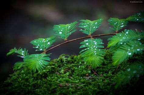 rain wallpaper leafs Nature Desktop, Hd Wallpapers For Pc, Desktop Images, Wallpapers Ipad, Rain Sounds, Rain Wallpapers, Drops Of Water, Hd Nature Wallpapers, Desktop Wallpapers Backgrounds