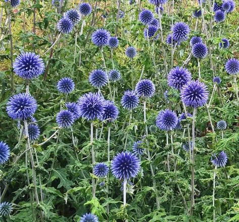 Echinops Ritro 'veitch's Blue', Blue Globe Thistle, Echinops Ritro, Globe Thistle, Sunny Garden, Garden Inspo, Cosmos Flowers, Purple Garden, Culinary Herbs