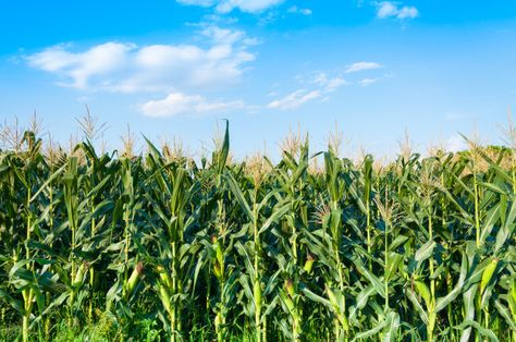 Agriculture Photography, Corn Fields, Corn Field, Corn Plant, Sky Photos, Down On The Farm, Fields Photography, Tree Farms, Diy Canvas